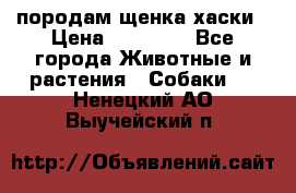 породам щенка хаски › Цена ­ 10 000 - Все города Животные и растения » Собаки   . Ненецкий АО,Выучейский п.